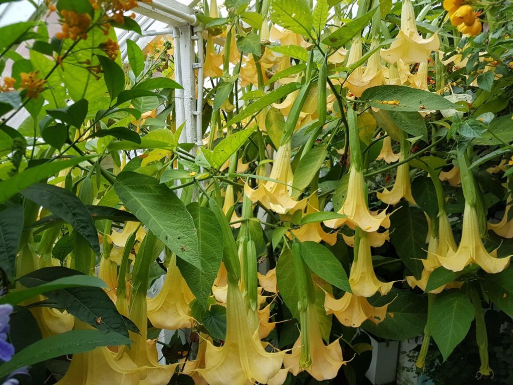 A mass of yellow Brugmansia